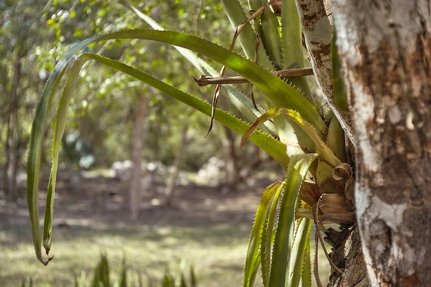 Aloe Vera plant naturally grows inside the garden of the ChichÃ©n ItzÃ¡ Mayan complex