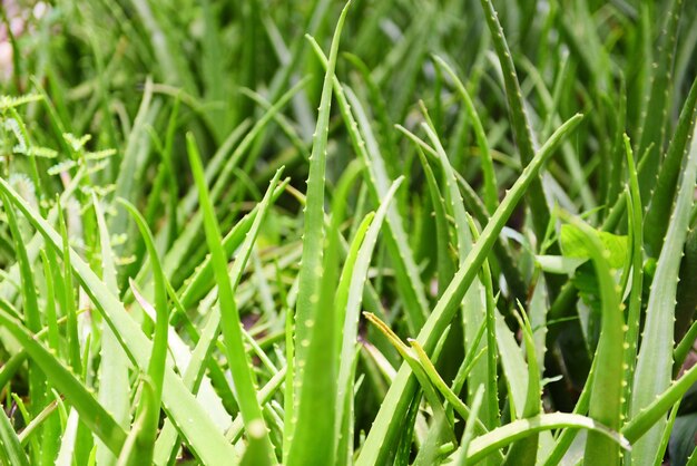 Foto aloë vera plant op natuur groene achtergrond