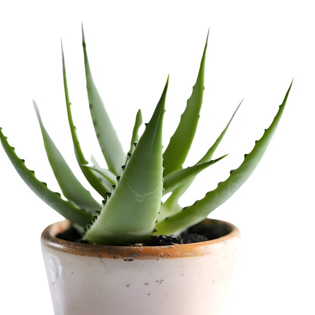 Aloe vera plant in a pot isolated on white background