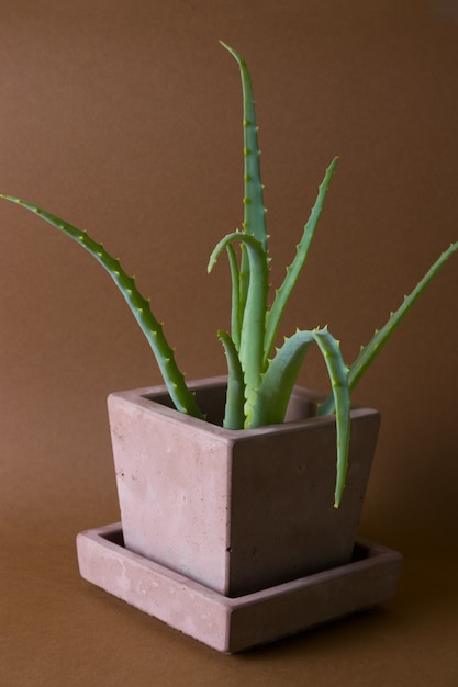 Aloe vera plant potted in painted concrete pot on brown background 