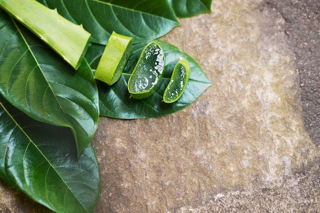 石の背景にアロエベラの植物。