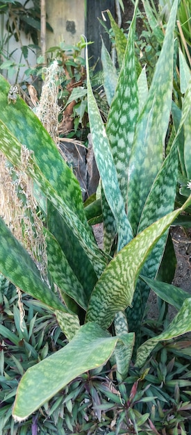 Aloe vera plant taken from a closeup angle