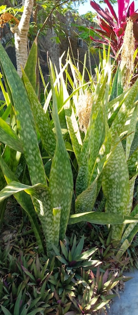 Photo aloe vera plant taken from a closeup angle