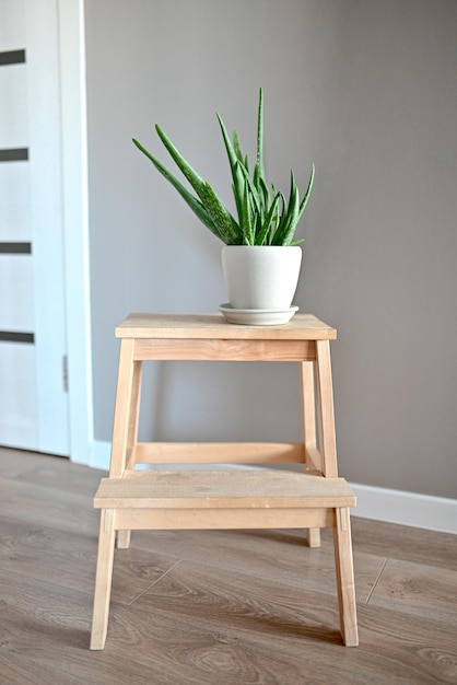 Aloe vera plant in a white pot by a window inside a home dead aloe vera leaves