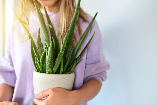 白い鉢にアロエベラの植物