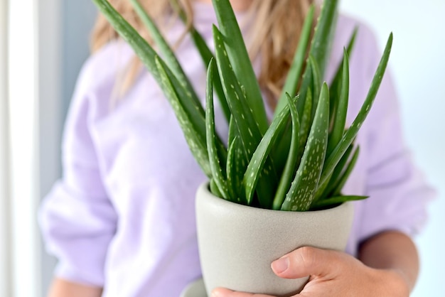 Aloe vera plant in a white pot