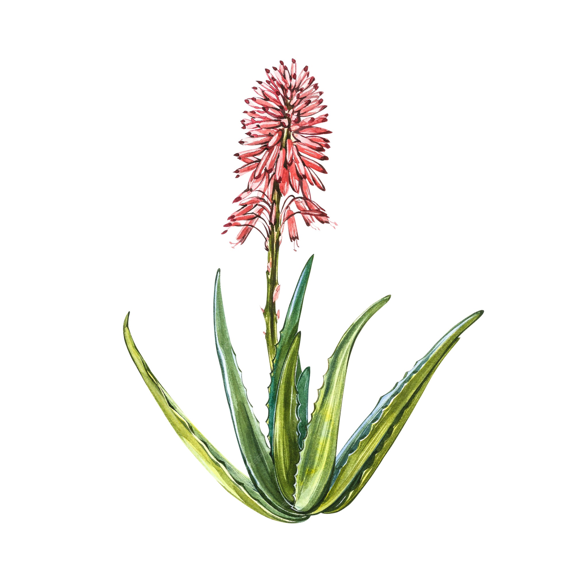 Premium Photo | Aloe vera plant with flower in watercolor style