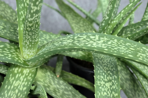 Photo aloe vera plant with white spots and a dark green leaf.