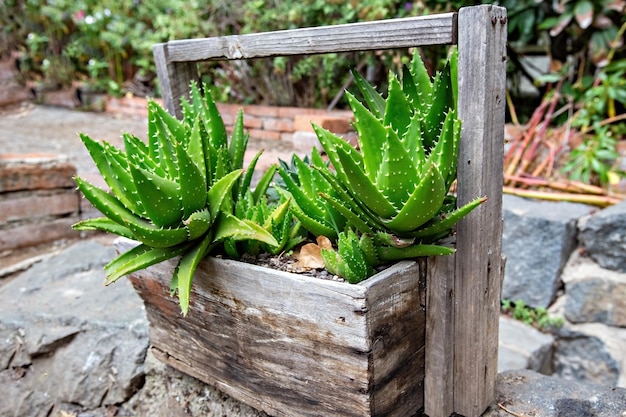 木の鉢にアロエベラの植物