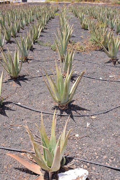 Foto pianta di aloe vera