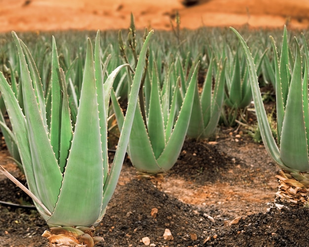 Piantagione di aloe vera