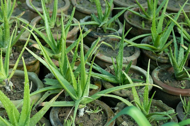 Aloë vera planten groeien in kleipotten