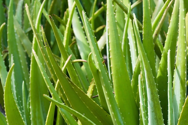 Aloe vera-planten