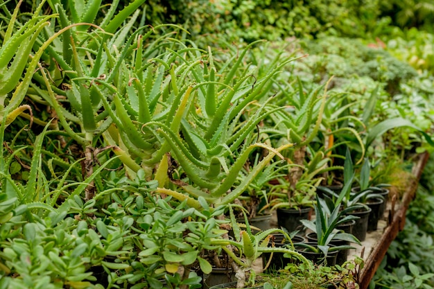 温室のアロエベラ植物