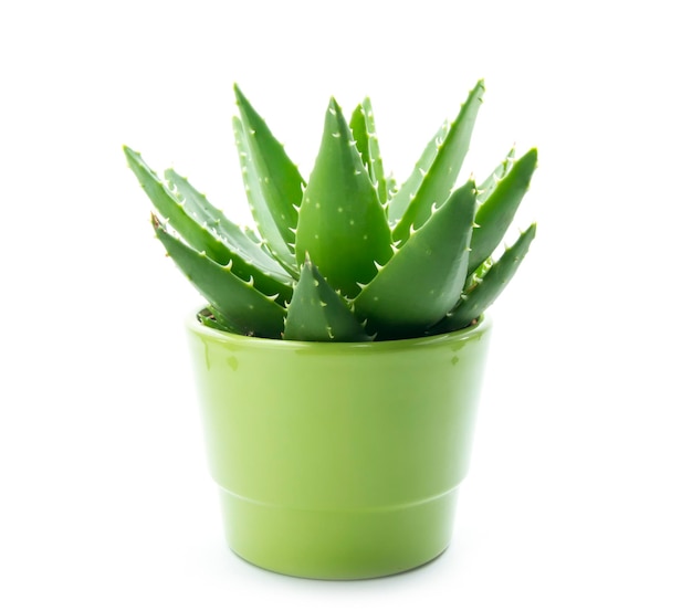 Aloe vera in pot isolated on white background