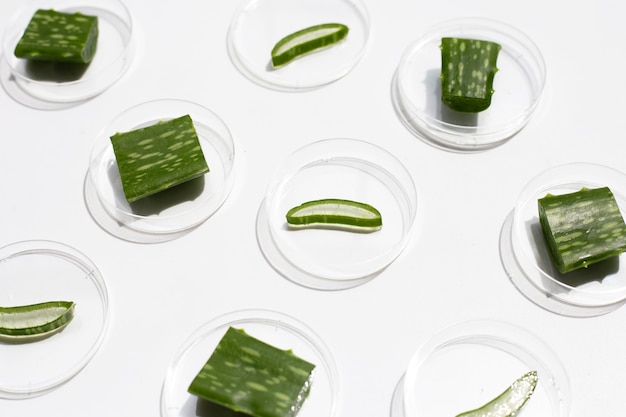 Aloe vera slices in petri dishes on white background.