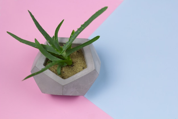 Aloe vera succulent concrete pot bright background