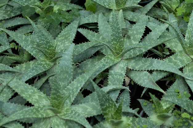 Aloe Vera succulents closeup view