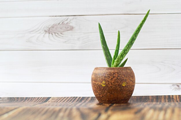 Photo aloe vera trees are grown in terracotta pots on a dark table top white wall background