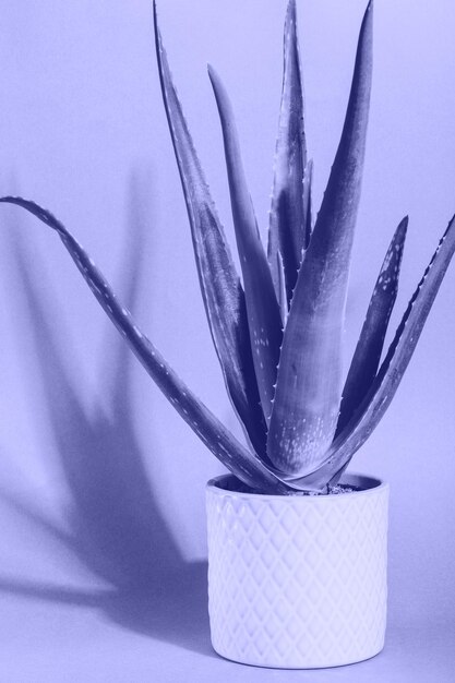 Aloe vera tropical plant in a white pot. New trending Pantone color of 2022 - Very Peri