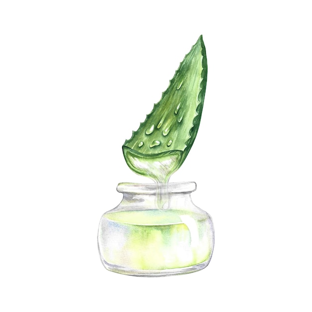 Photo aloe vera. watercolor illustration.