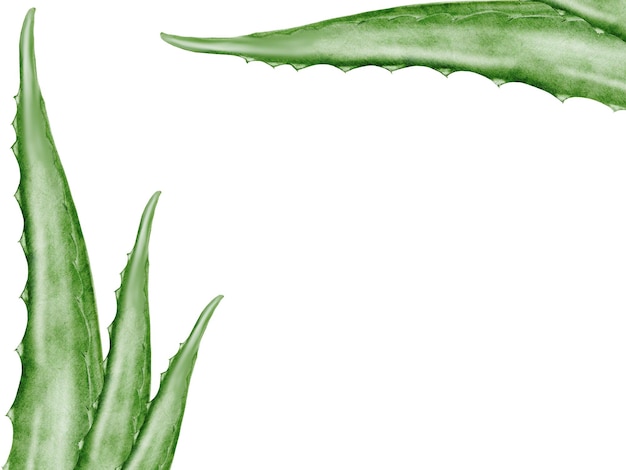 Aloe vera waterverf frame groen blad van de plant op een witte achtergrond clip art botanisch ideaal
