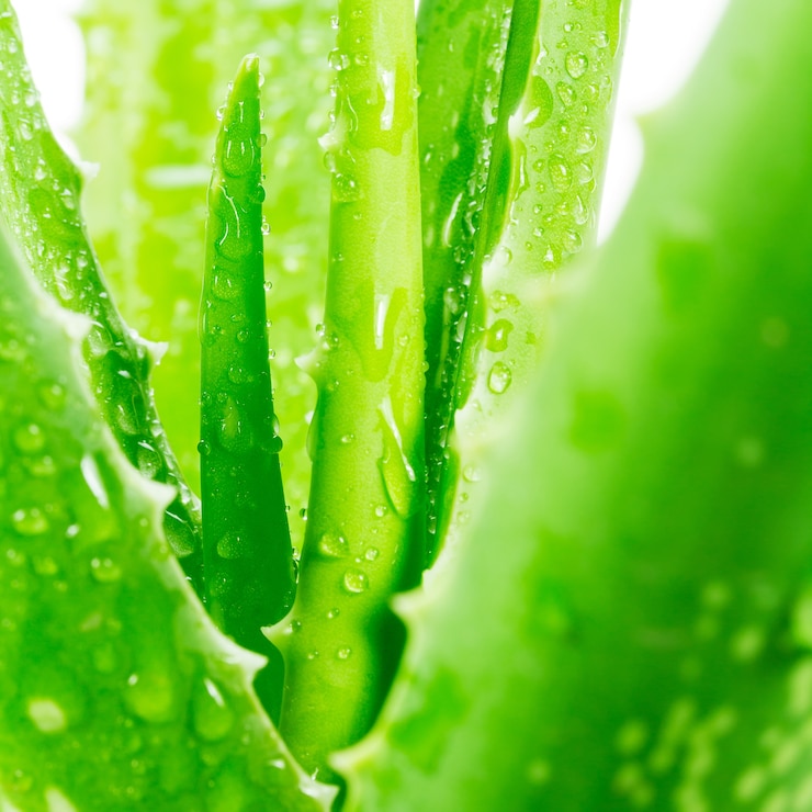 Photo aloe vera on white background