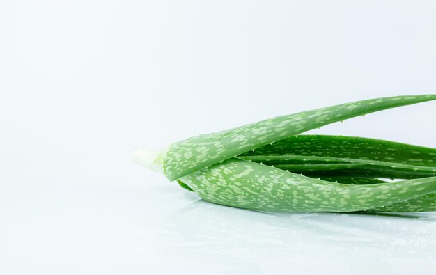 Aloe vera on a white backgroundfresh green aloe leaves isolated on white background