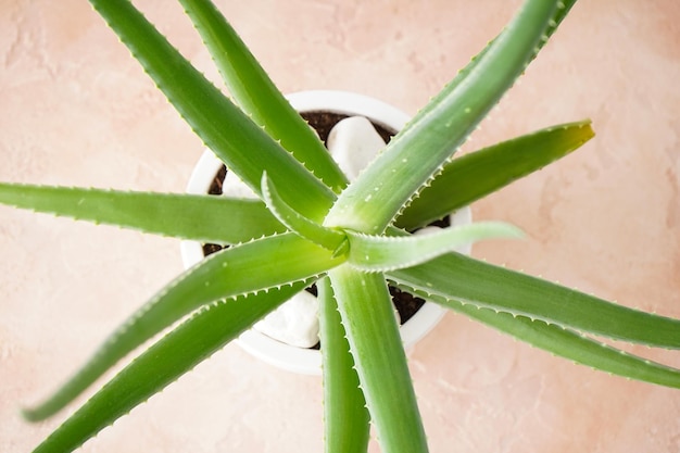 Aloe vera in white pot on white wooden table closeup Top view