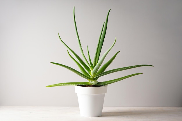 Aloe vera in vaso bianco su tavola di legno bianca
