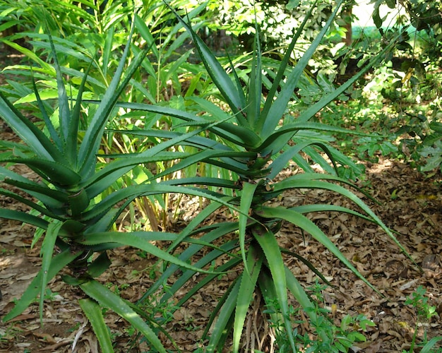 Aloe in Zanzibar