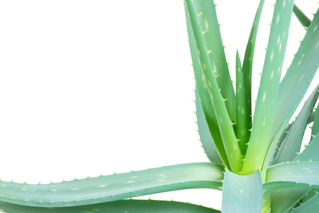 Aloe