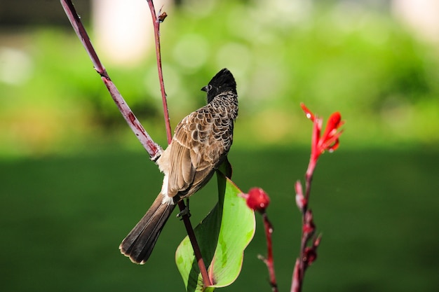 写真 一人で鳥の葉の上に座って