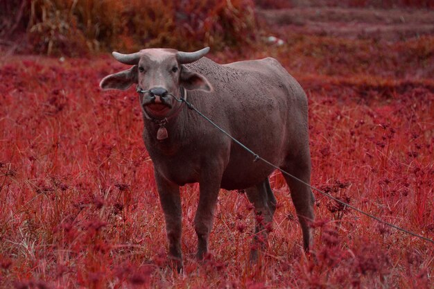 Photo alone buffalo