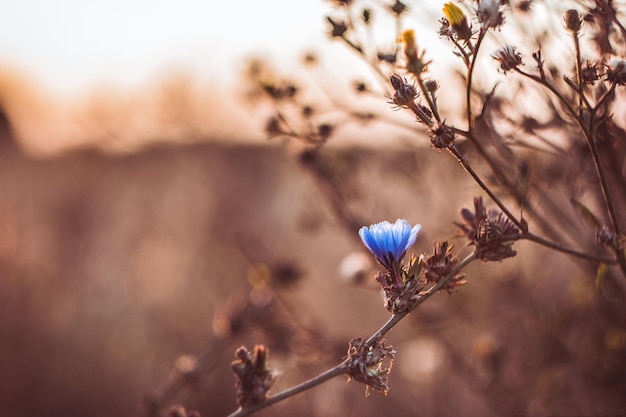 Один цветок цикория в поле на теплом фоне