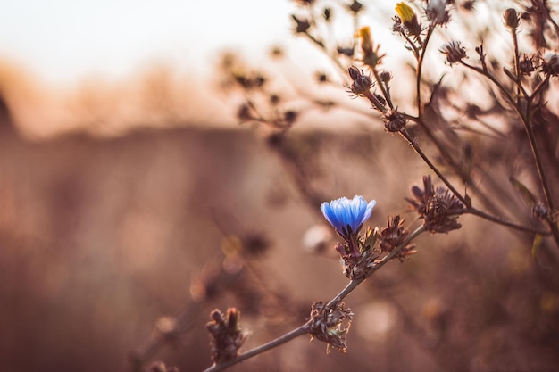 Alone chicory flower in the field on the warm background