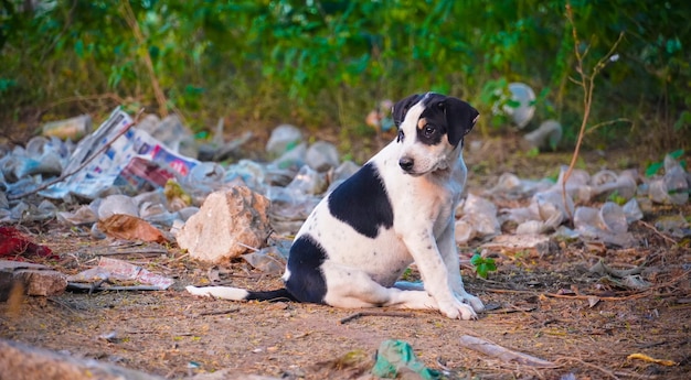 一人の犬の画像-一人の野犬の空腹の画像