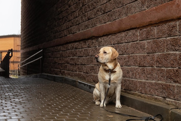 歩道で首輪のひもにつないで一人の犬