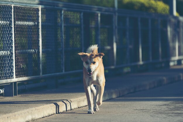 Alone dog walking on the road