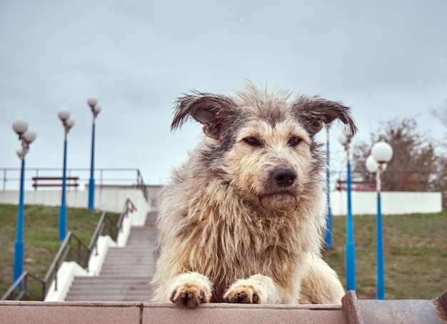 Alone homeless shaggy dog with a piercing eyes.