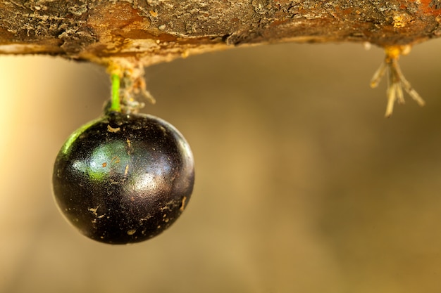 Alone jaboticaba fruit on trunk - full-blown sweet ripe fruit - brazil