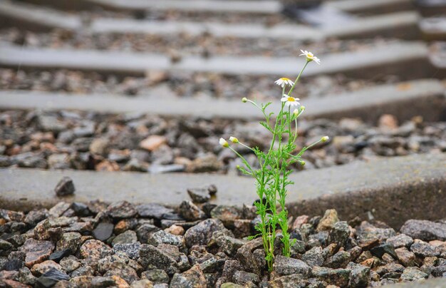 線路の石の間に咲く小さな花