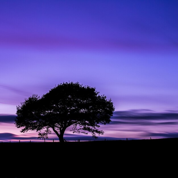 Alone Old oak tree on colorful purple sunset at blue hour in summer at the Eifel national park in germany