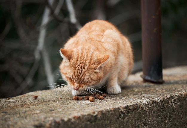 一人で赤い子猫縞模様のストリートジンジャー猫は乾物を食べる