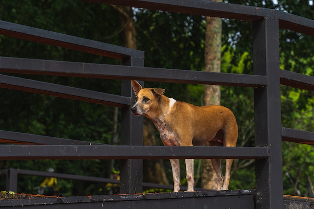 一人で犬の悲しみが階段に横たわる