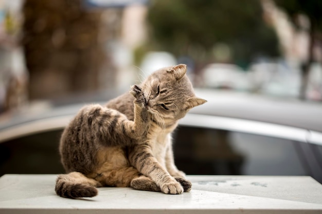 孤独な野良猫、屋外。ペット動物;野良猫。