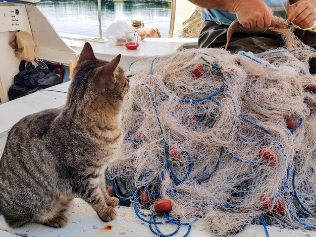 孤独な野良猫、屋外。ペット動物;野良猫。