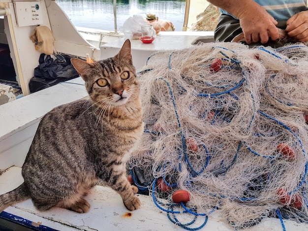 孤独な野良猫、屋外。ペット動物;野良猫。