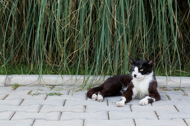 Alone Stray cat, outdoor. Pet animal; stray cat.