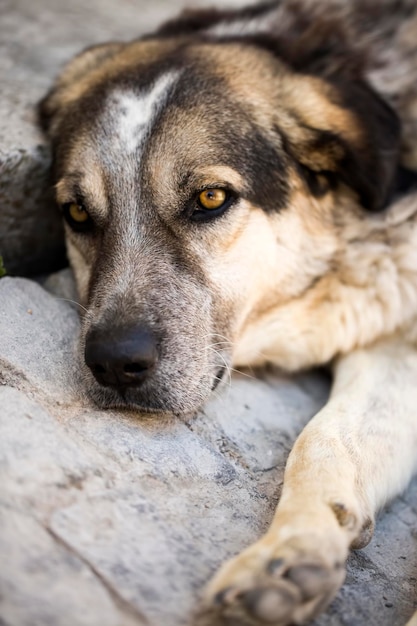 Alone stray cat outdoor. Pet animal stray dog.